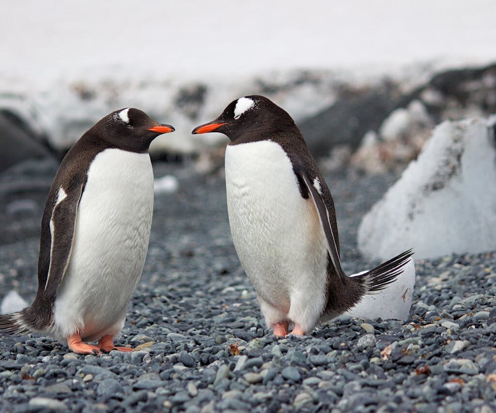Selective Focus Photography of Two Penguins